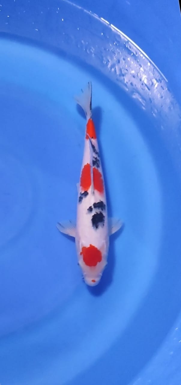 MARUTEN SANKE 27cm