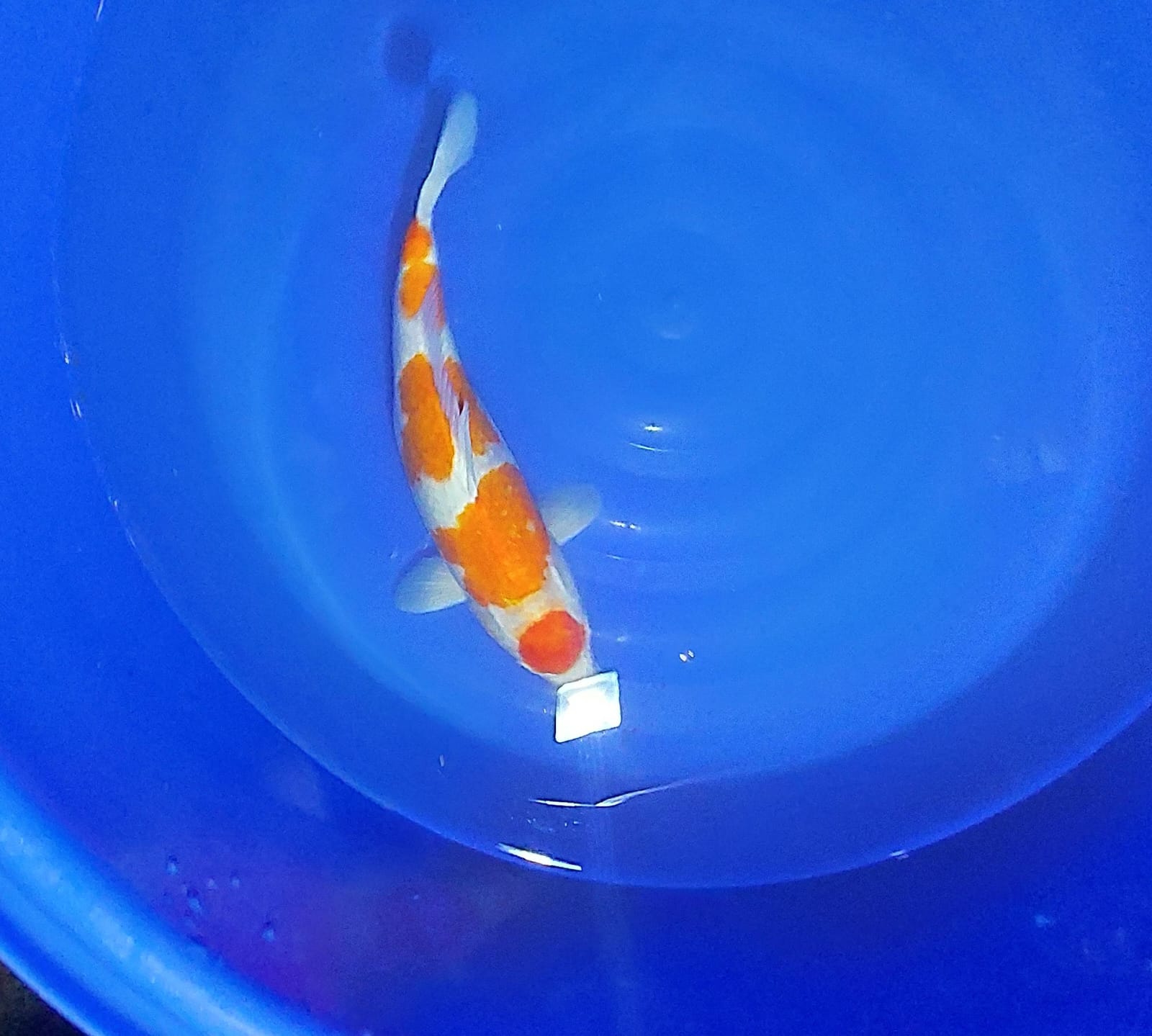 MARUTEN KUHAKU 48cm