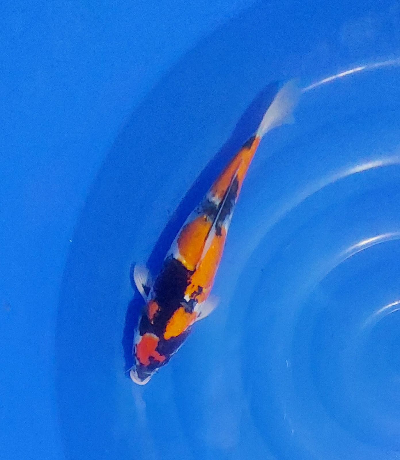 SHOWA KINDAI 36cm