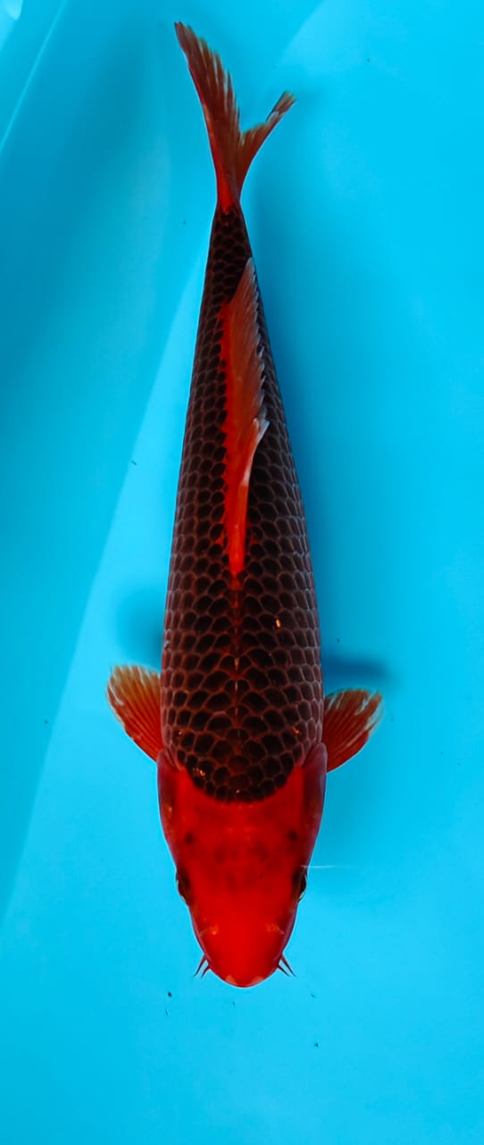 AKAMATSUBA 32cm