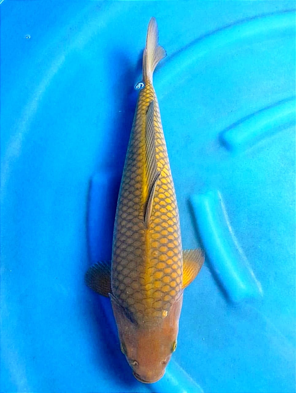 CHAGOI TEMBAGA 46cm