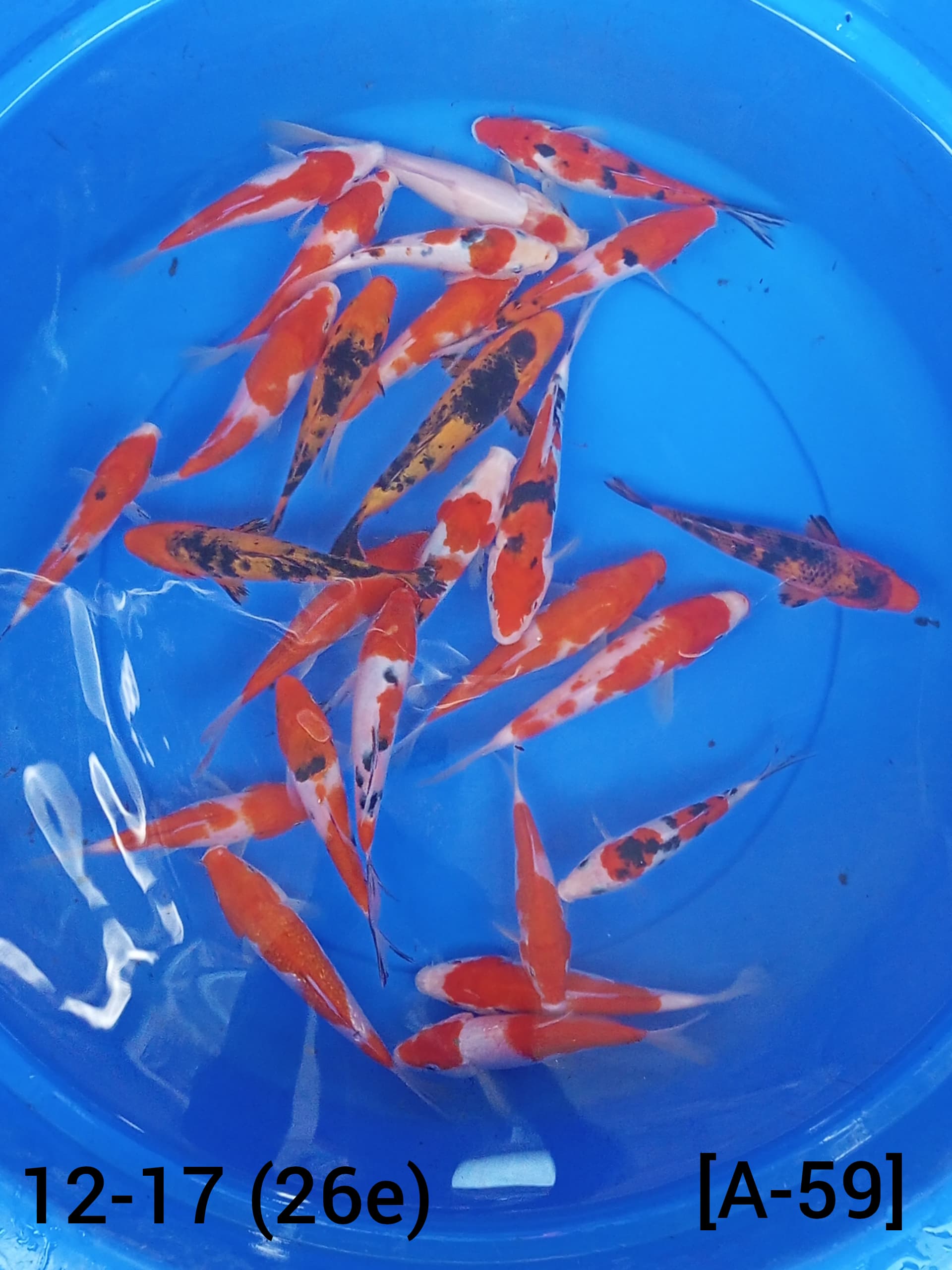PAKET KOHAKU SANKE 26 EKOR 1217cm
