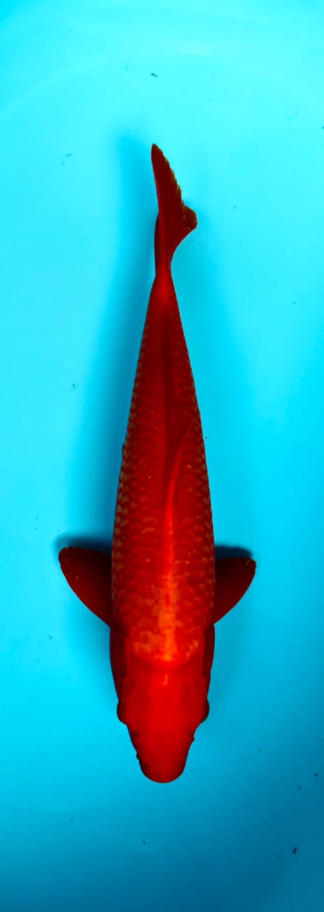 BENIGOI 40cm