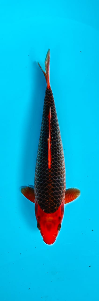 AKAMATSUBA 30cm
