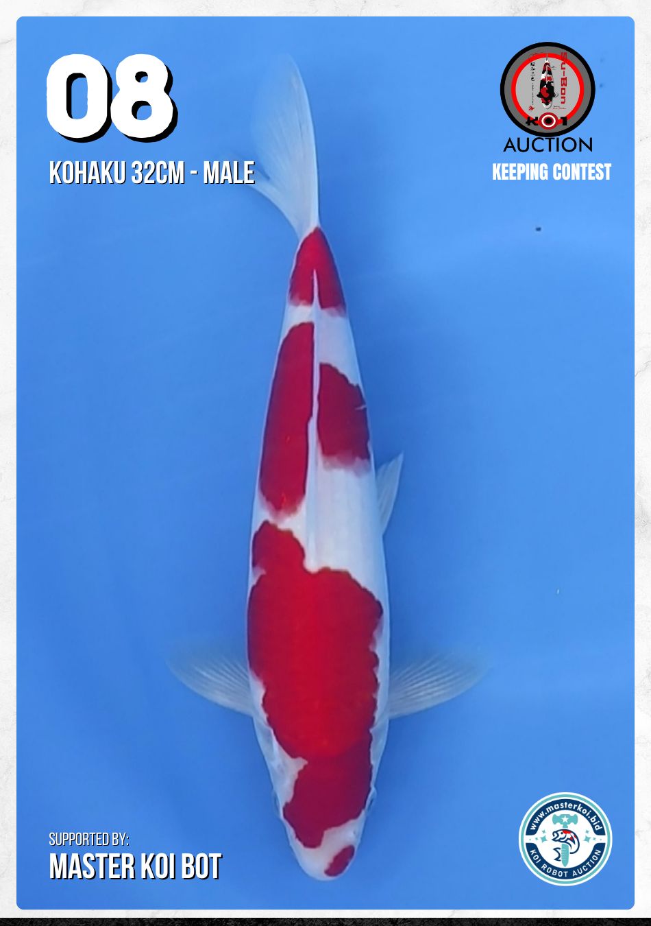 KOHAKU 32cm