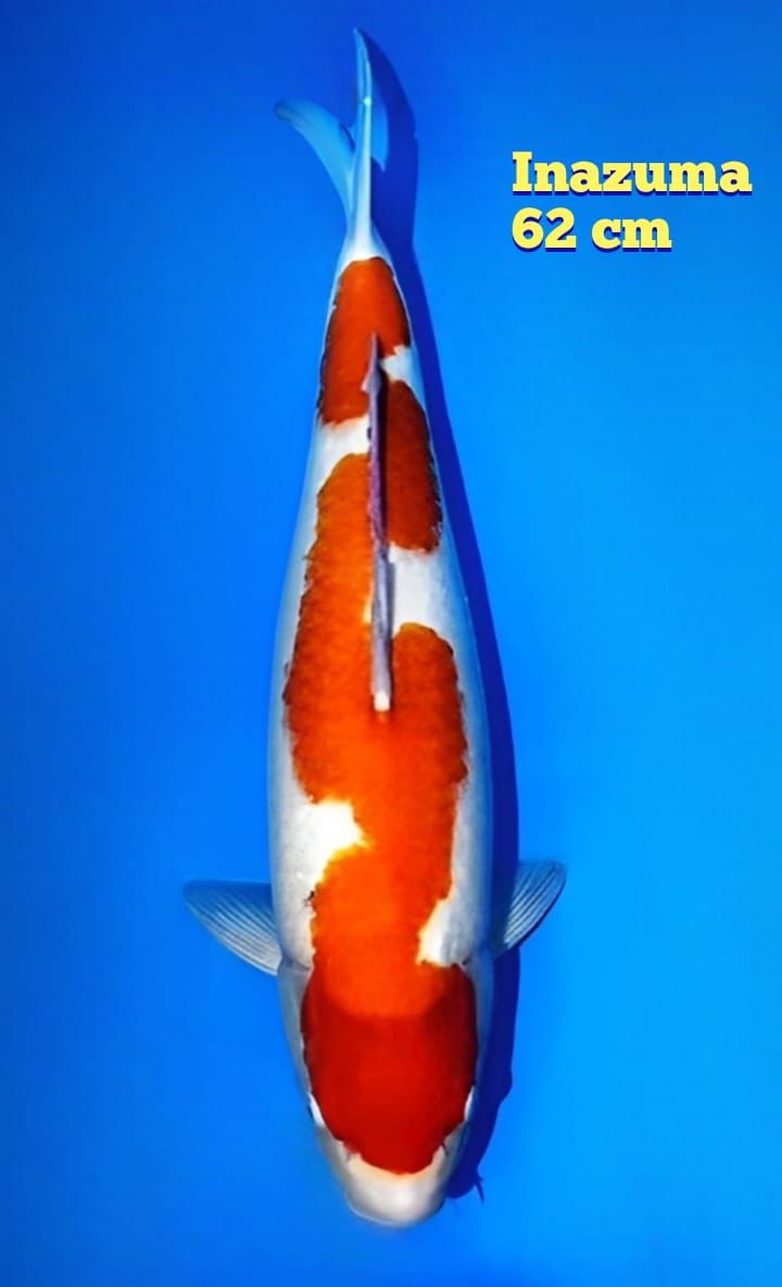 KOHAKU INAZUMA 62cm