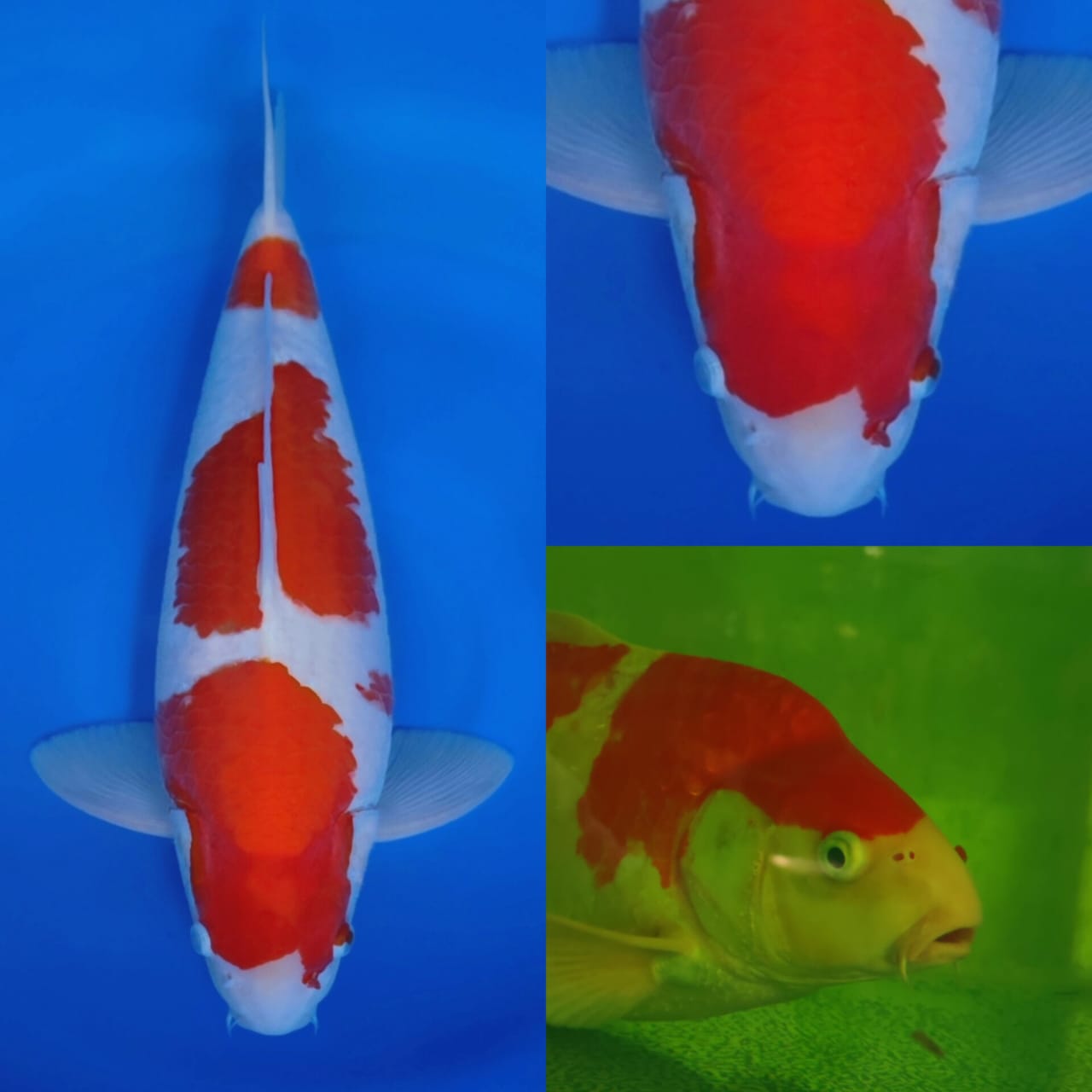 KOHAKU BODYLINE AKF 48cm