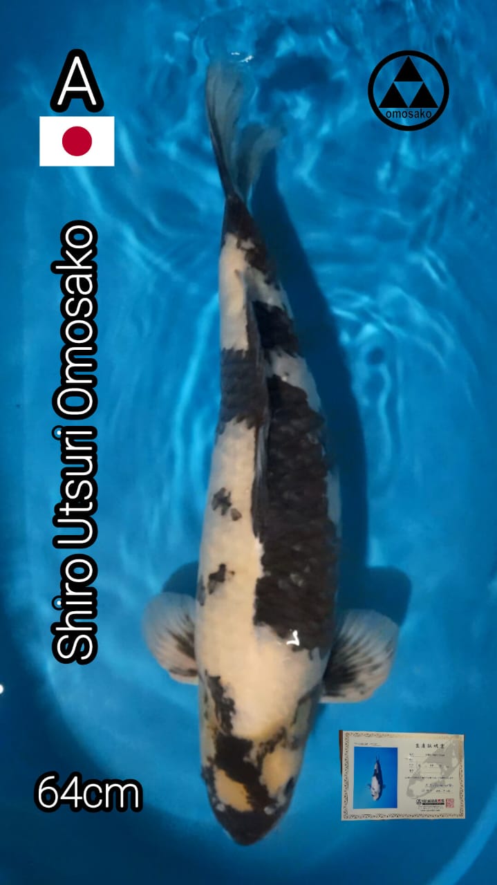 SHIRO UTSURI OMOSAKO 64cm