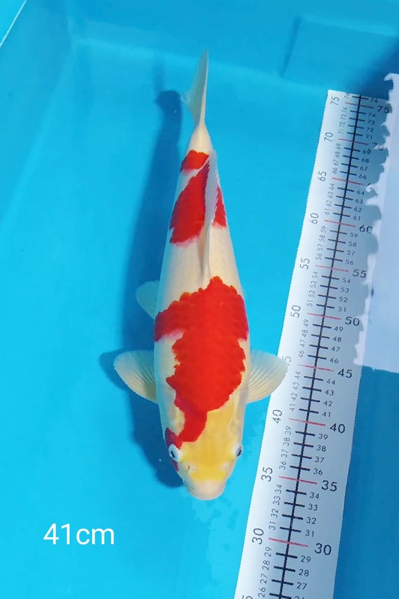 KOHAKU 41cm