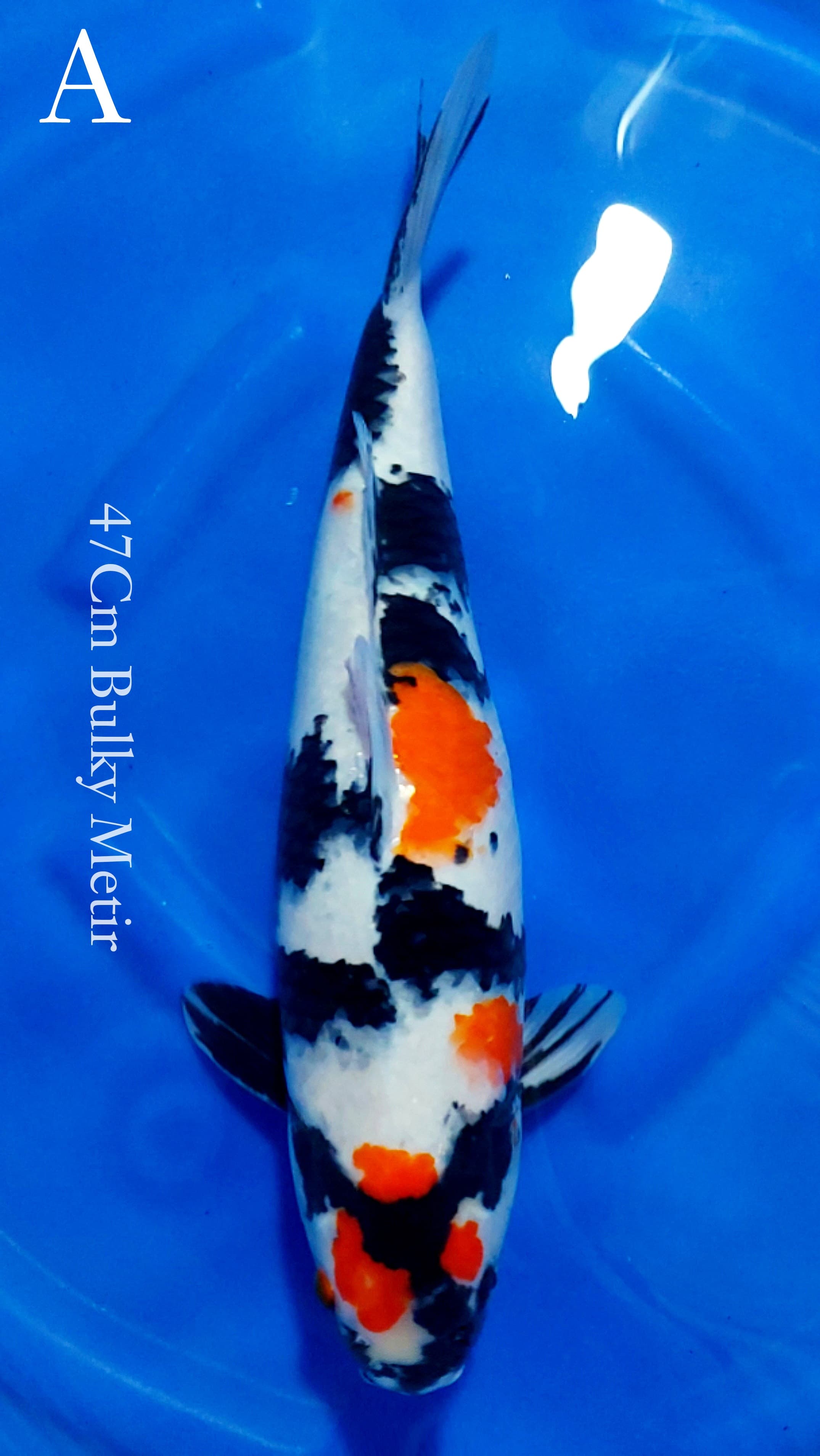 SHOWA MARUTEN METIR 47cm