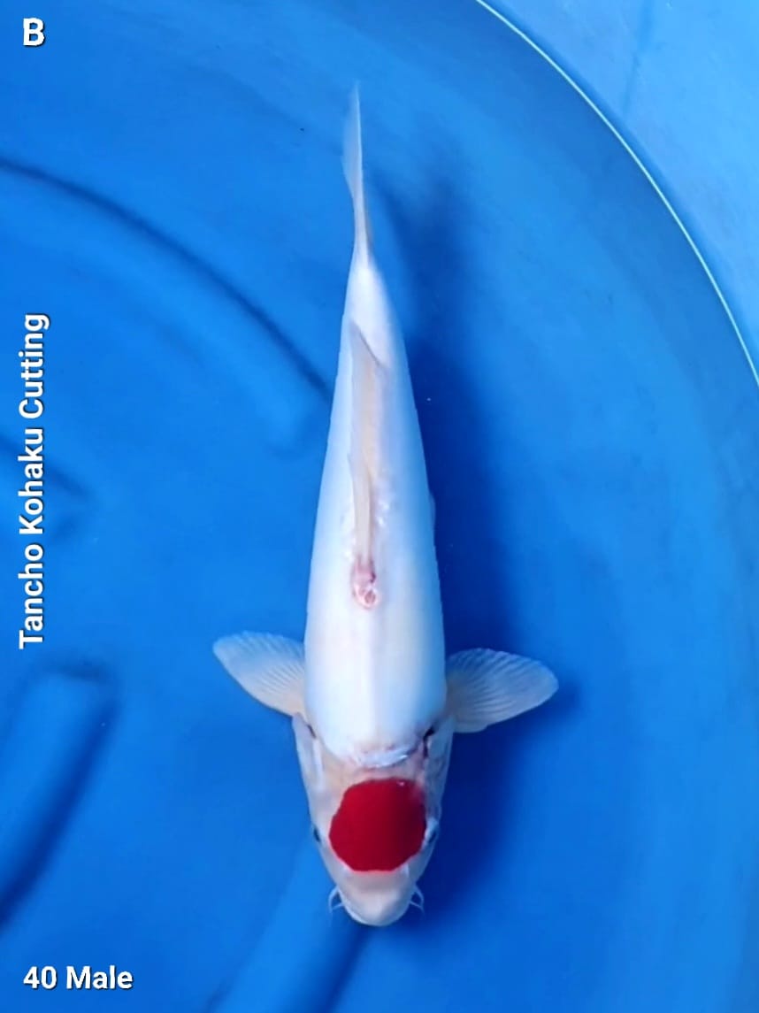 Ikan Koi TANCHO KOHAKU CUTTING MALE 40cm, lelang koi TANCHO KOHAKU CUTTING MALE 40cm, jual koi TANCHO KOHAKU CUTTING MALE 40cm, beli koi TANCHO KOHAKU CUTTING MALE 40cm, Lelang Koi Online, Jual Beli Ikan Koi, Pusat Jual Beli Koi, Info Lelang Koi Hari Ini, Platform Jual Beli Koi, Jual Beli Ikan Koi Online, Marketplace Ikan Koi, Jual Koi Terbaik, Tempat Beli Koi Berkualitas, Pasar Ikan Koi Online Terpercaya, Penjual Ikan Koi Terpercaya, Beli Koi Hias Online, Ikan Koi untuk Dijual, Koi Kualitas Terbaik, Toko Online Ikan Koi, Koi Hias Untuk Dijual, Jual Beli Ikan Koi Lokal, Koi Indonesia Online, Pusat Jual Beli Koi Terbesar