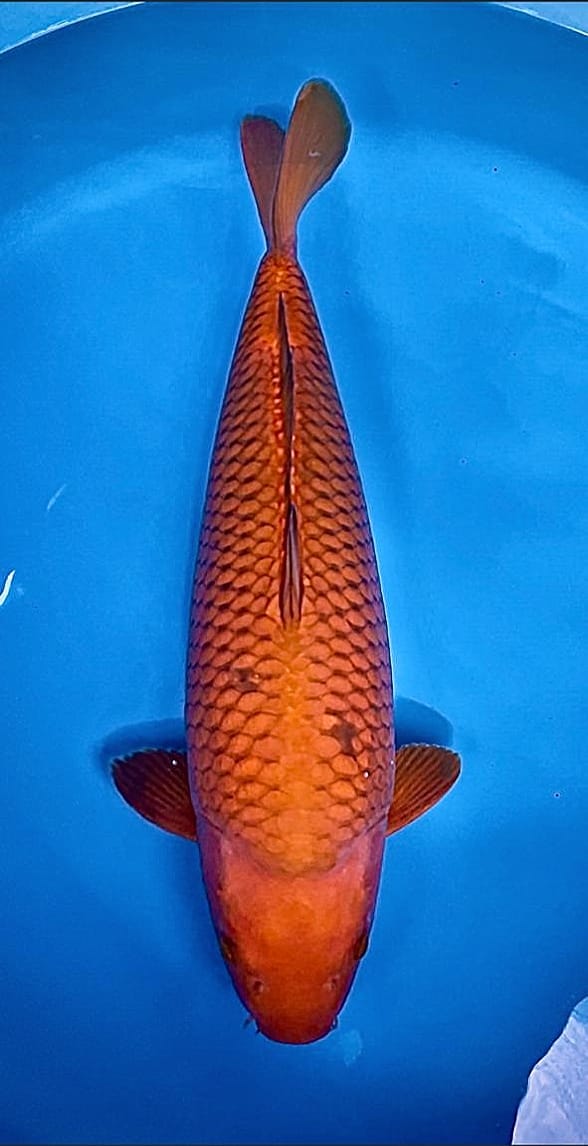 CHAGOI 55cm BODY TOP BERPUNUK EKSTREM