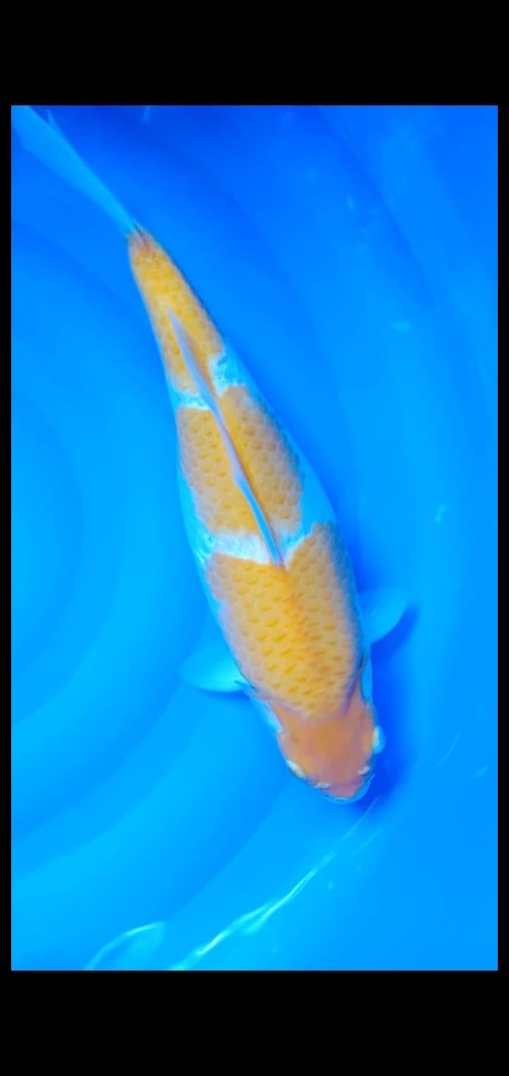 KOHAKU SEMI ANTIK 40cmBU