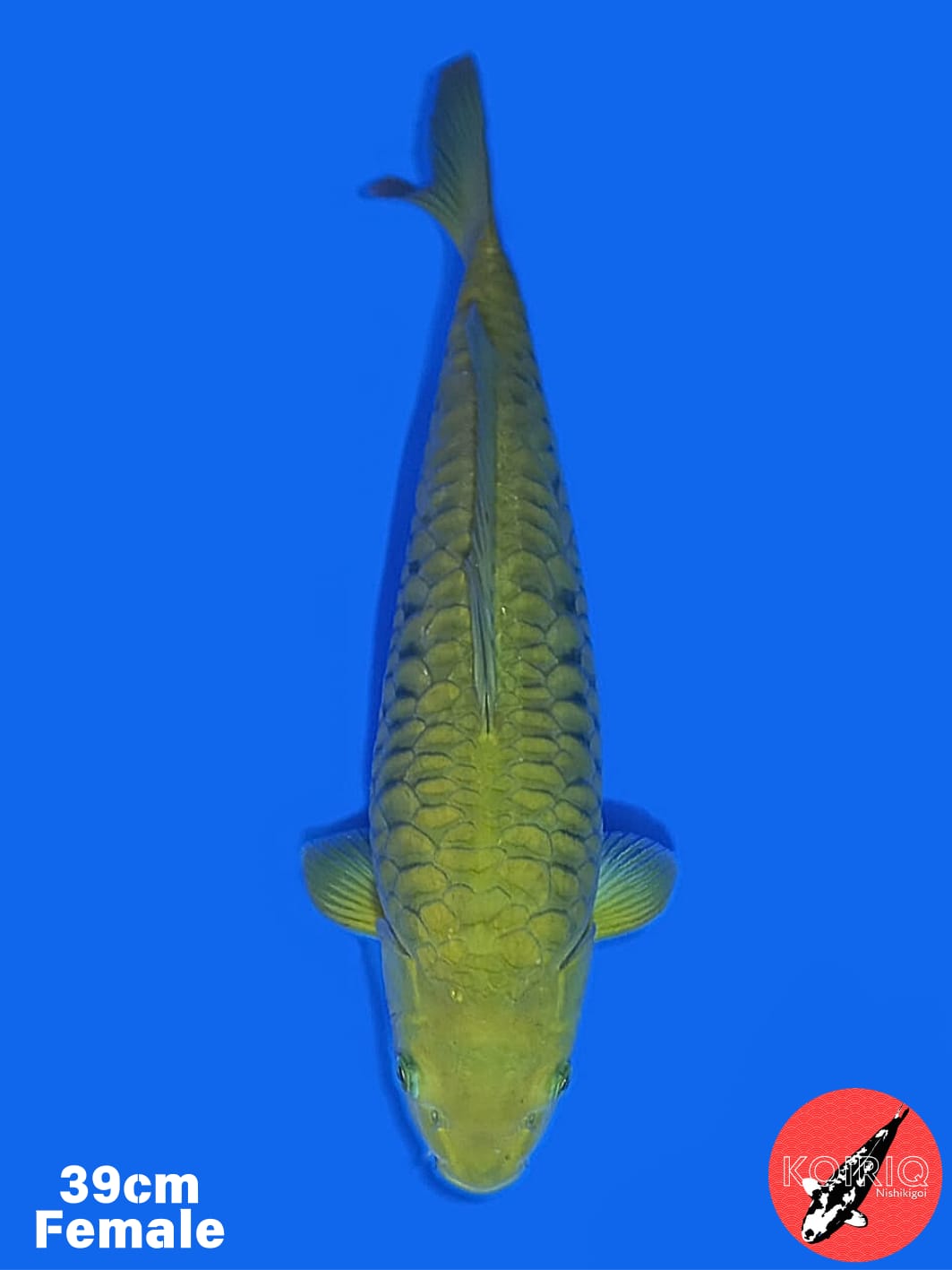 ARAGOKE KHUSNUL KOI FARM 39cm