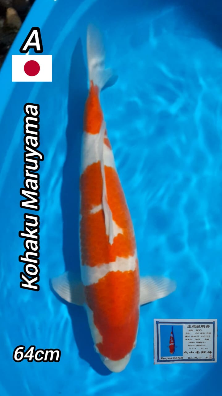KOHAKU IMPORT MARUYAMA 64cm