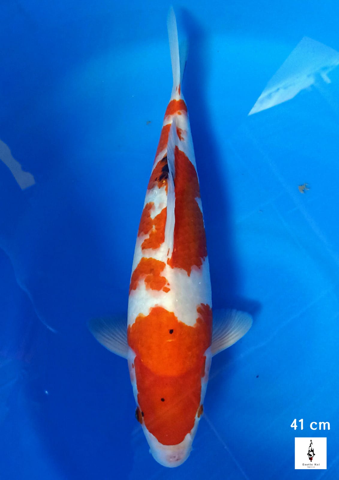 SANKE 41cm