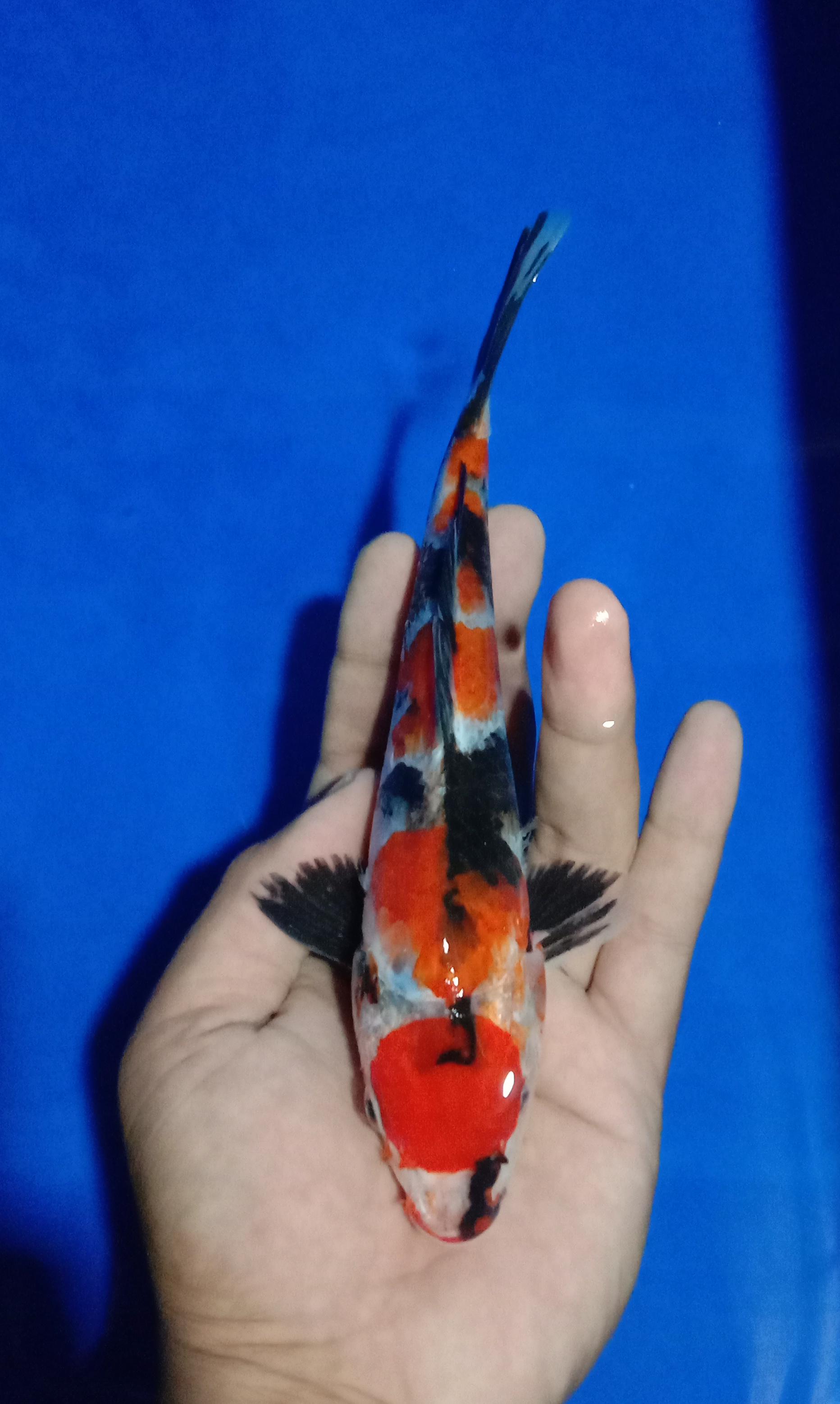 Ikan Koi MARUTEN SHOWA 22cm, lelang koi MARUTEN SHOWA 22cm, jual koi MARUTEN SHOWA 22cm, beli koi MARUTEN SHOWA 22cm, Lelang Koi Online, Jual Beli Ikan Koi, Pusat Jual Beli Koi, Info Lelang Koi Hari Ini, Platform Jual Beli Koi, Jual Beli Ikan Koi Online, Marketplace Ikan Koi, Jual Koi Terbaik, Tempat Beli Koi Berkualitas, Pasar Ikan Koi Online Terpercaya, Penjual Ikan Koi Terpercaya, Beli Koi Hias Online, Ikan Koi untuk Dijual, Koi Kualitas Terbaik, Toko Online Ikan Koi, Koi Hias Untuk Dijual, Jual Beli Ikan Koi Lokal, Koi Indonesia Online, Pusat Jual Beli Koi Terbesar