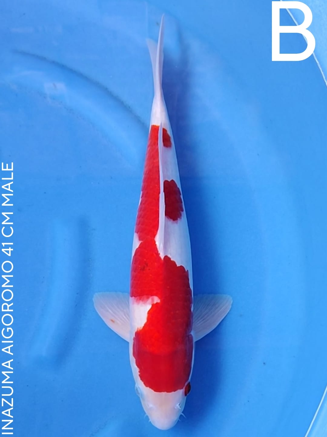 INAZUMA AIGOROMO 41cm