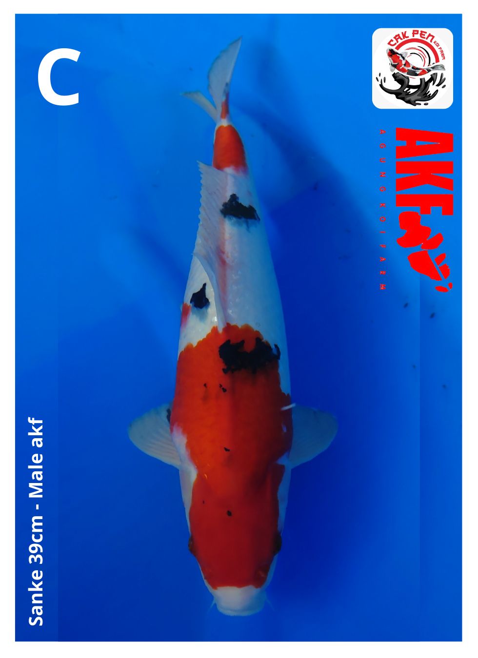 SANKE 39cm