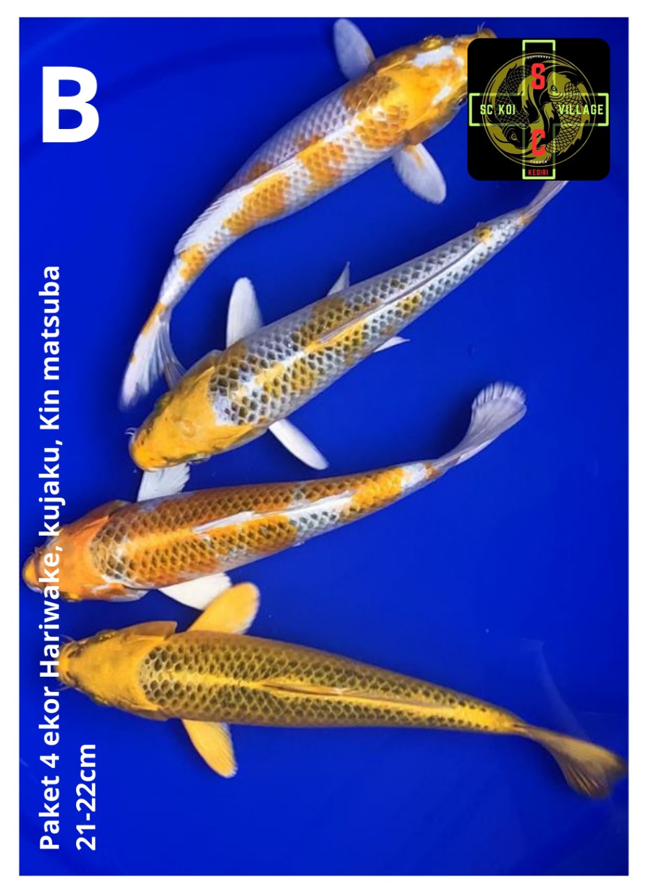 PAKET 4 EKOR HARIWAKE, KUJAKU, KIN MATSUBA 21-22cm