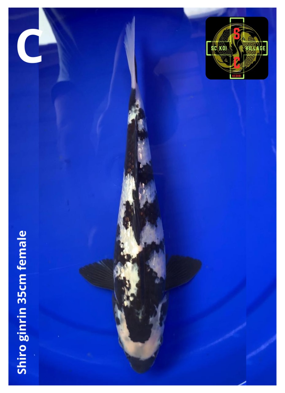 SHIRO GINRIN 35cm