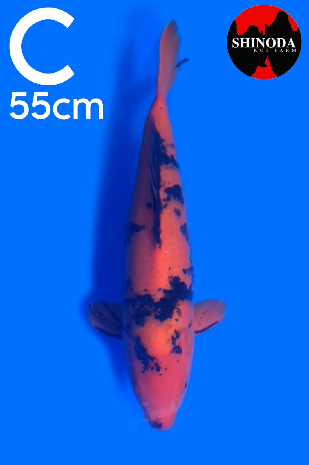 HI UTSURI SHINODA KOI FARM 55cm