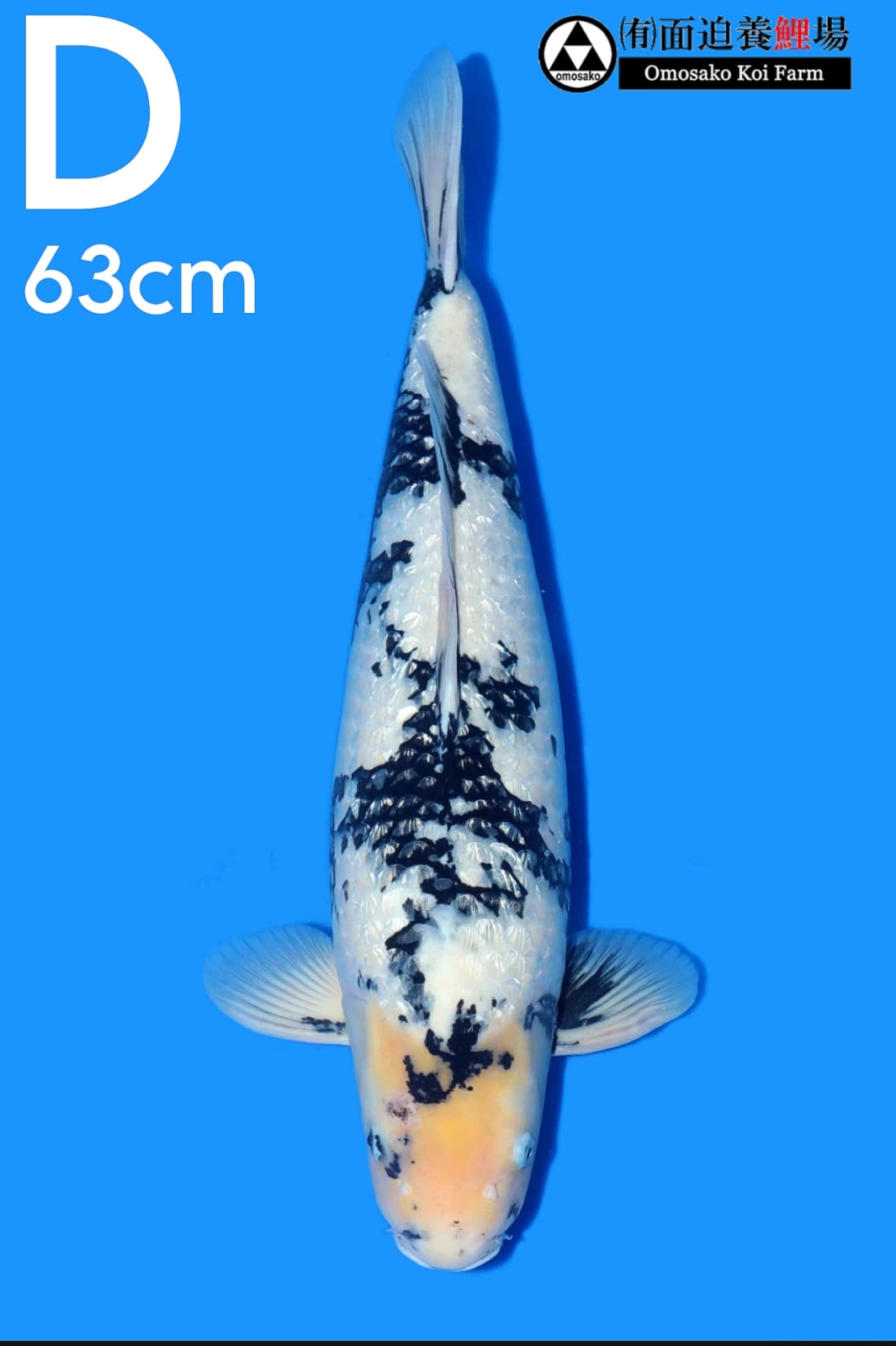 SHIRO GINRIN OMOSAKO KOI FARM 63cm