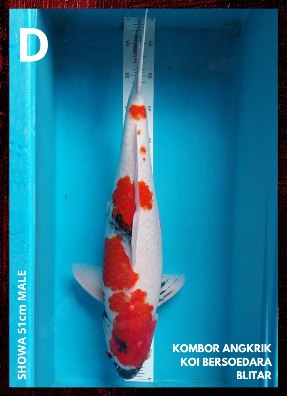 SHOWA 51cm MALE
