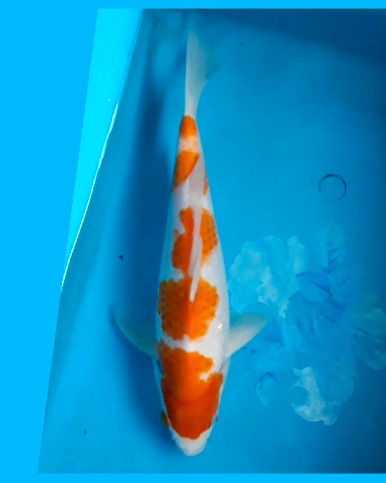 KOHAKU 5 STEP JANTAN 27cm