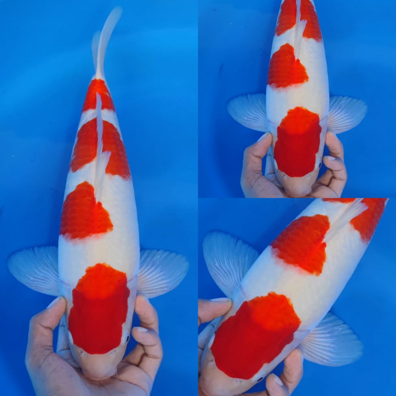 KOHAKU 4STEP HQ ORIGINAL 40cm
