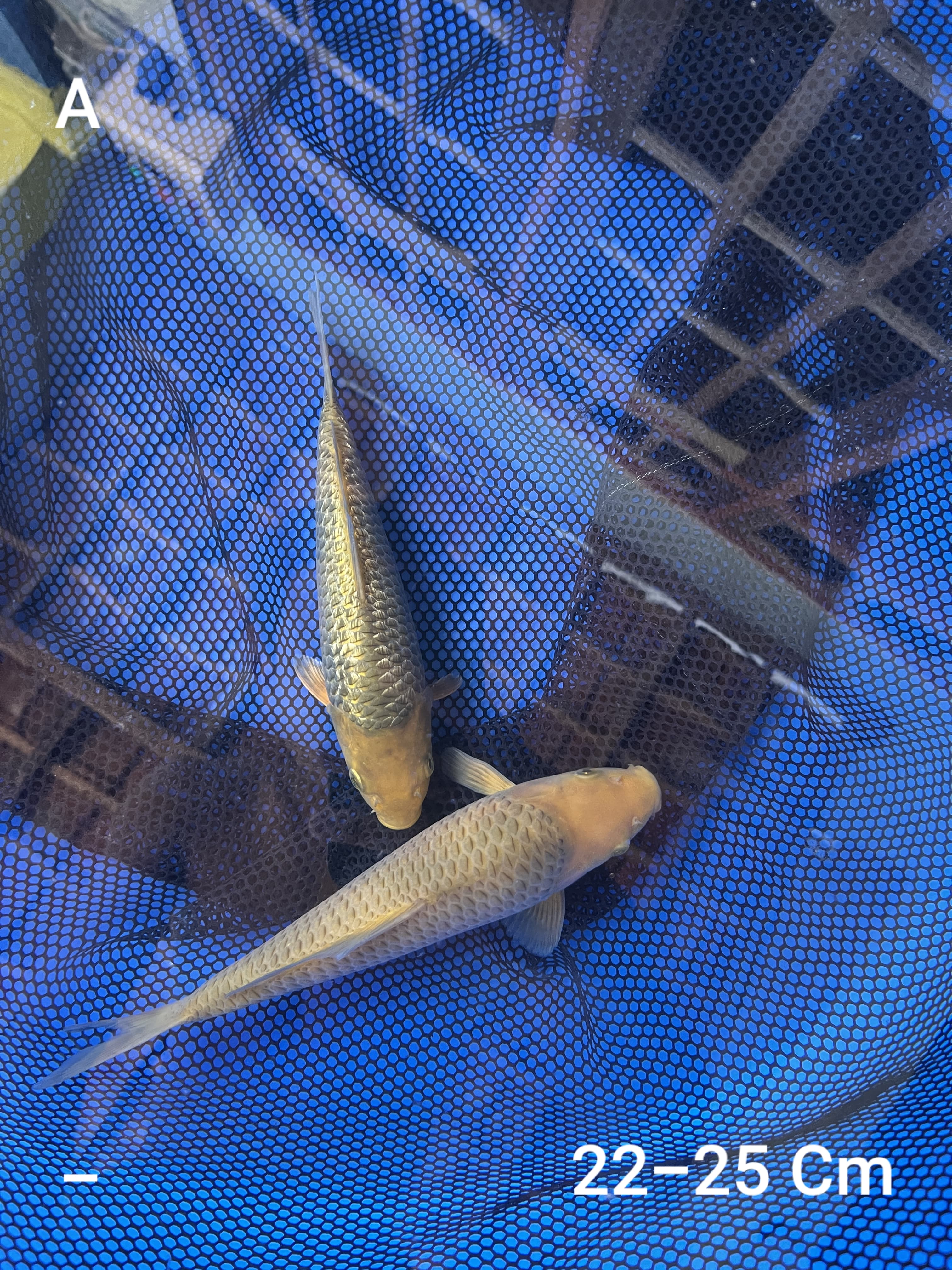 PAKET KARAMEL KUALITAS IKAN BAGUS MADINA AZIZ 22 25cm