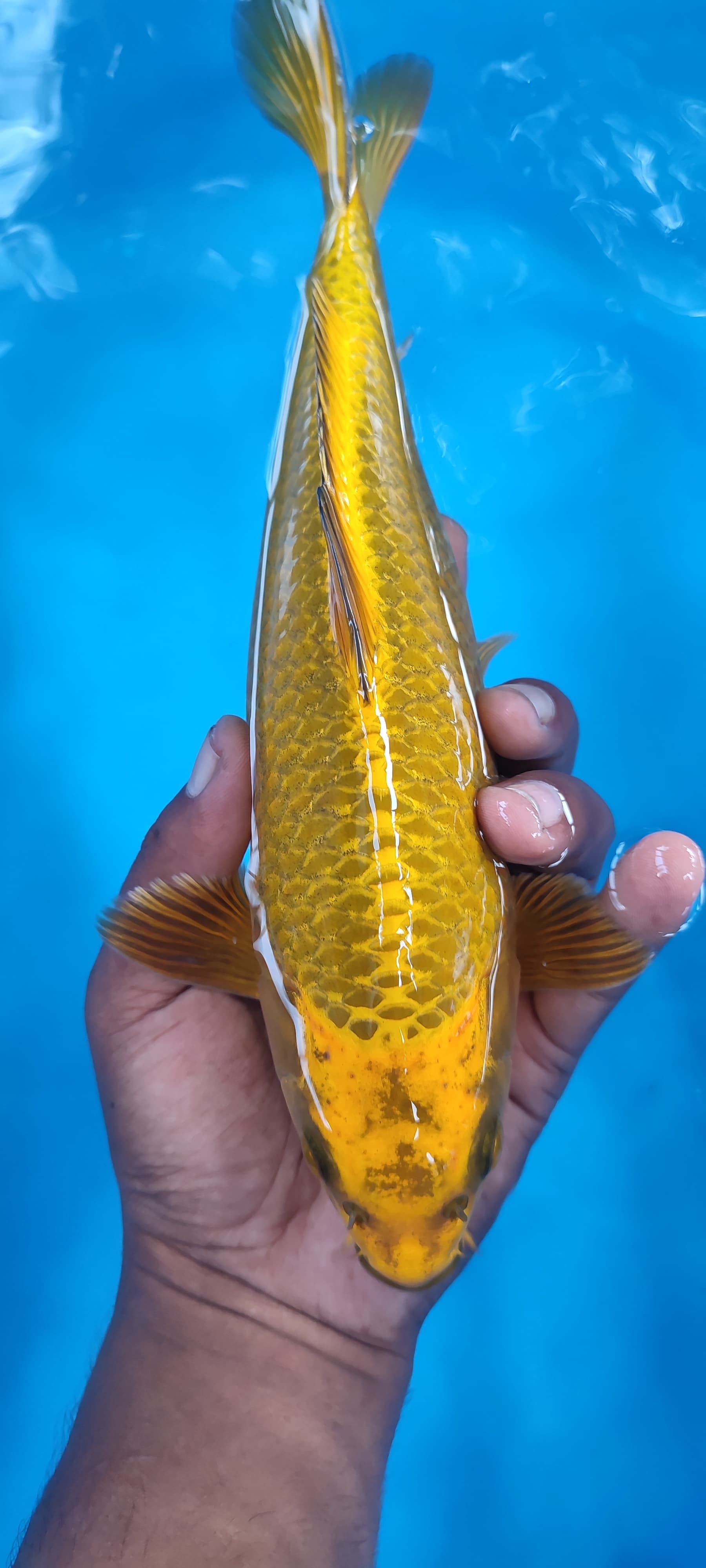 Ikan Koi MUKASHI GOLD 27cm, lelang koi MUKASHI GOLD 27cm, jual koi MUKASHI GOLD 27cm, beli koi MUKASHI GOLD 27cm, Lelang Koi Online, Jual Beli Ikan Koi, Pusat Jual Beli Koi, Info Lelang Koi Hari Ini, Platform Jual Beli Koi, Jual Beli Ikan Koi Online, Marketplace Ikan Koi, Jual Koi Terbaik, Tempat Beli Koi Berkualitas, Pasar Ikan Koi Online Terpercaya, Penjual Ikan Koi Terpercaya, Beli Koi Hias Online, Ikan Koi untuk Dijual, Koi Kualitas Terbaik, Toko Online Ikan Koi, Koi Hias Untuk Dijual, Jual Beli Ikan Koi Lokal, Koi Indonesia Online, Pusat Jual Beli Koi Terbesar