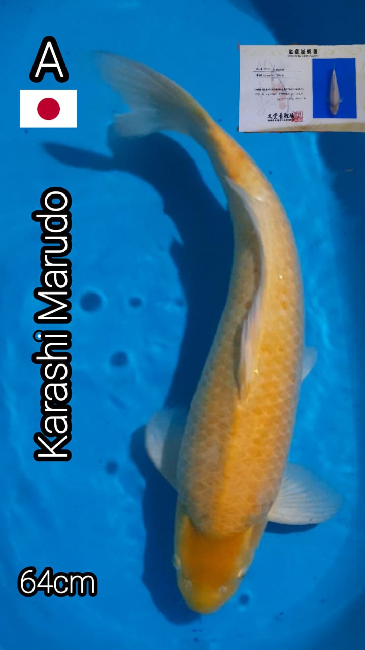 KARASHI MARUDO 65cm