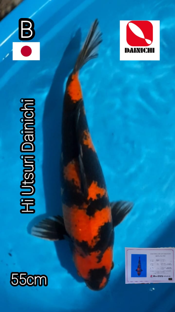 HI UTSURI DAINICHI 55cm