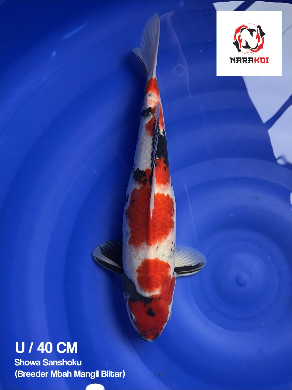 SHOWA BREEDER MBAH MANGIL BLITAR 40cm