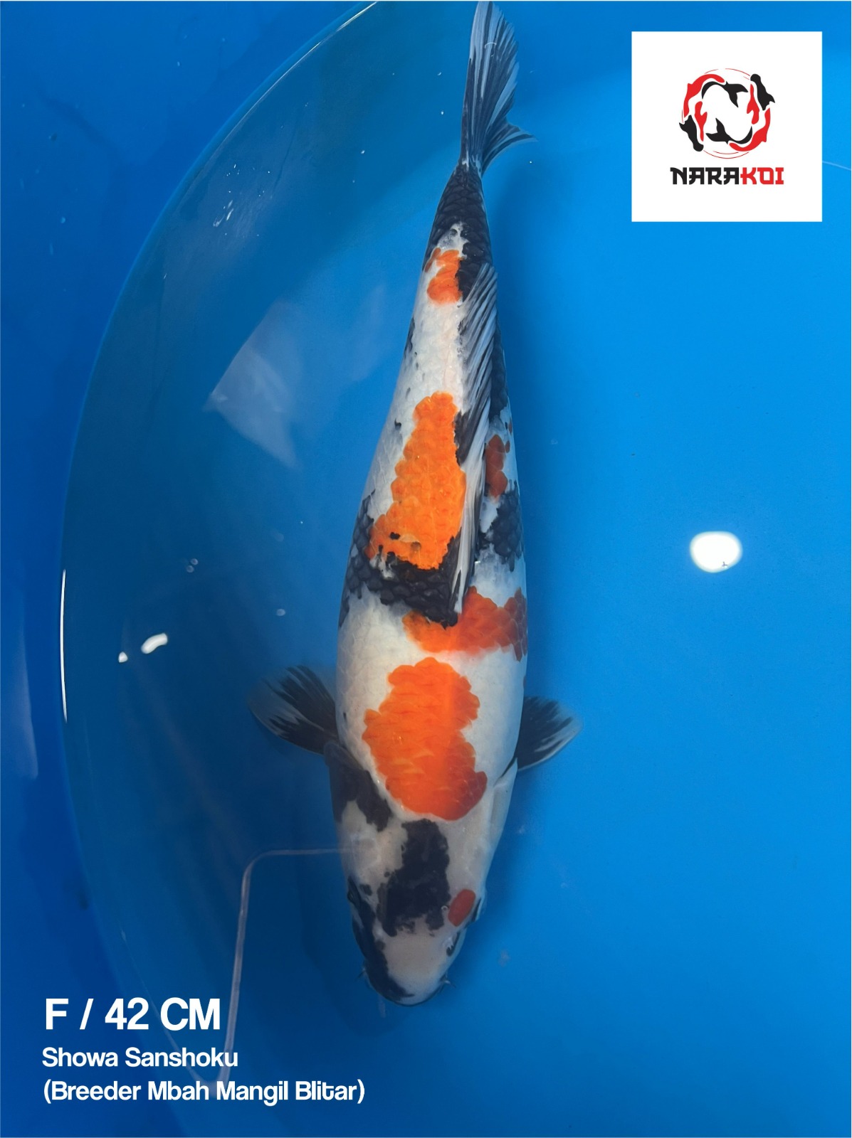 SHOWA BREEDER MBAH MANGIL BLITAR 42cm
