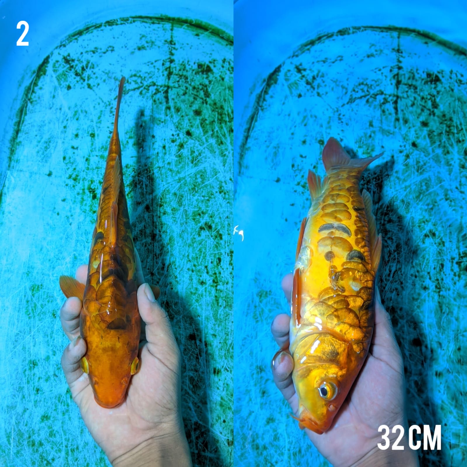 CARAMEL ARAGOKE BRED KKF 32cm