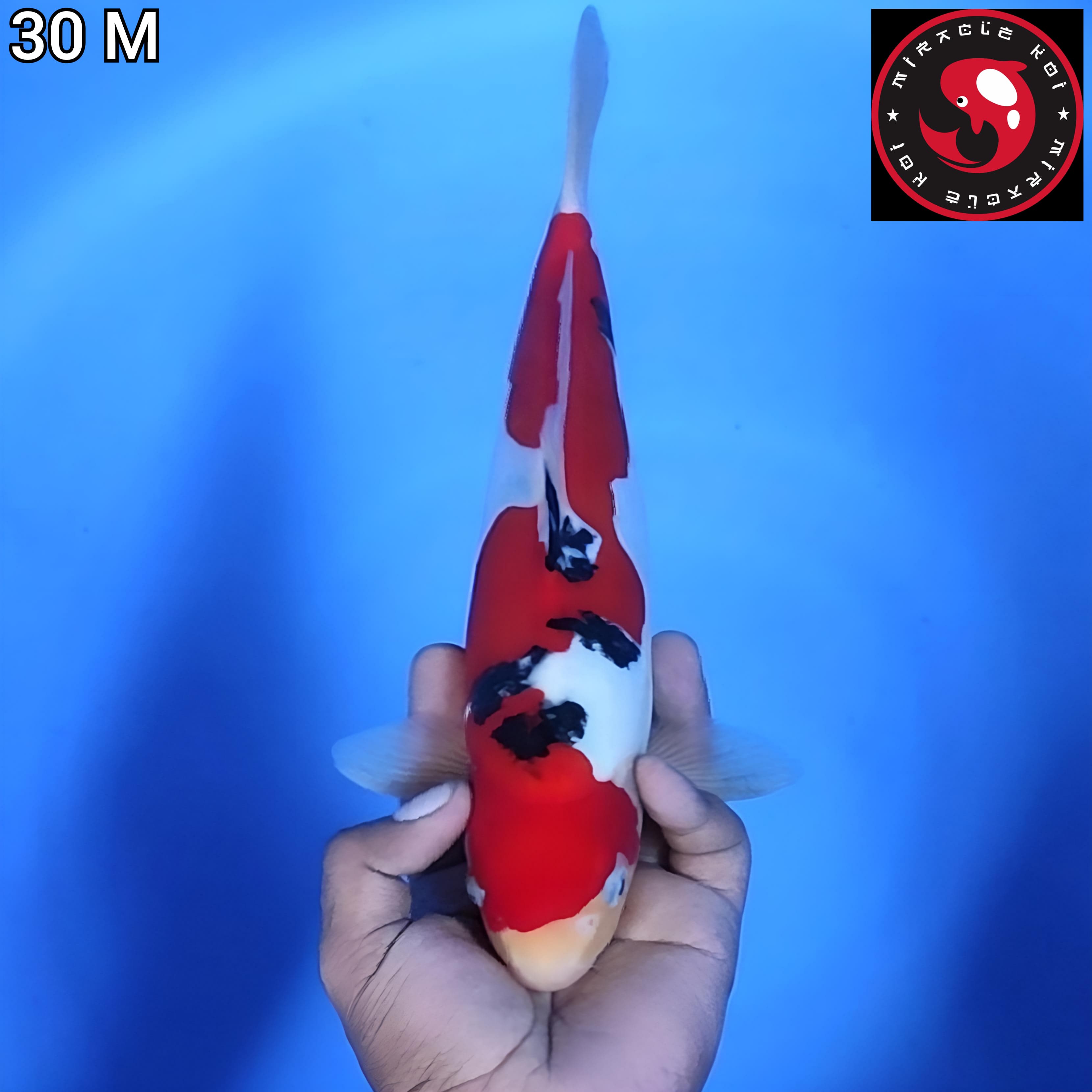 DOITSU SANKE MURNI MANTAP 30cm