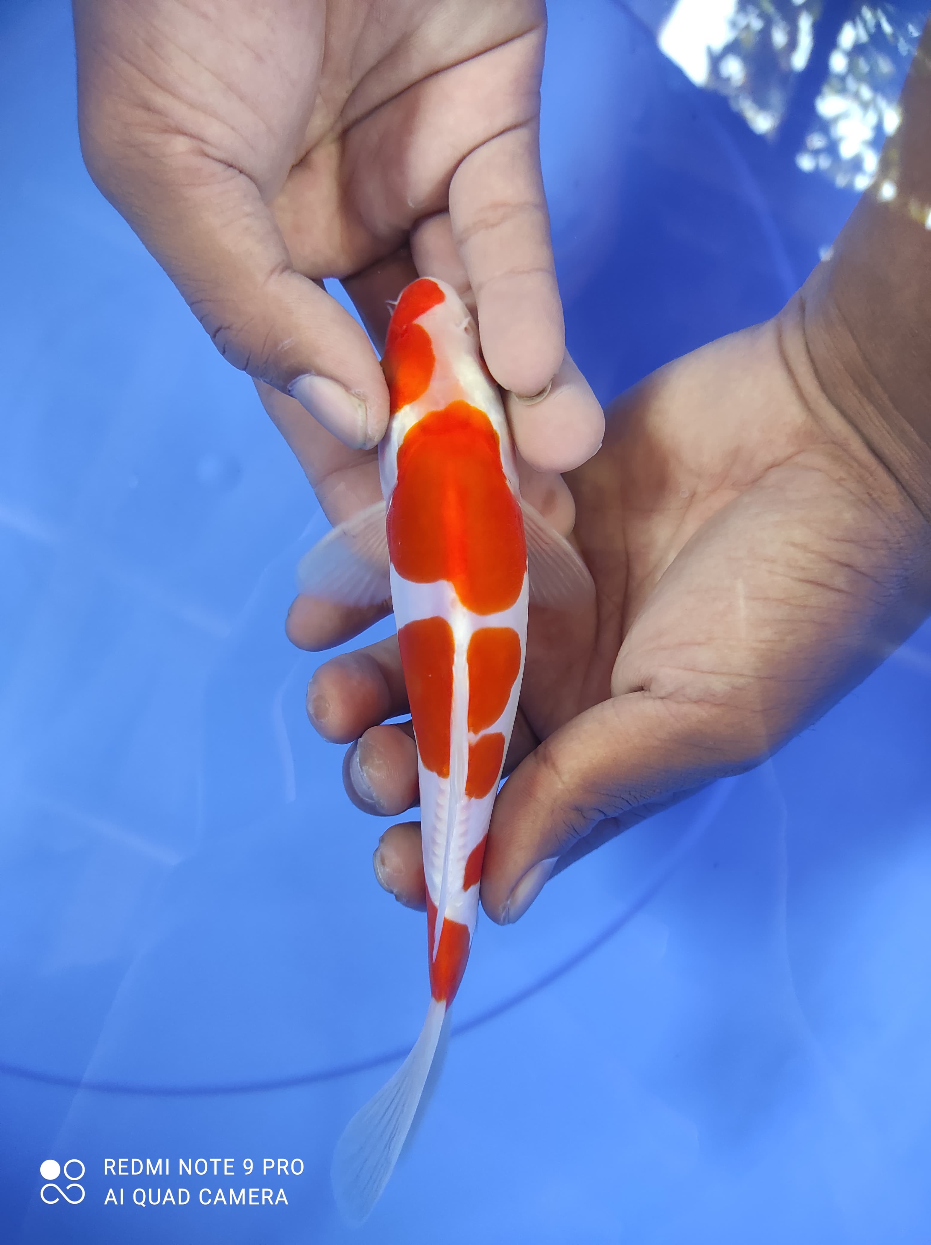 KOHAKU DOITSU MURNI ORIGINALWAJIBSHOW 19cm