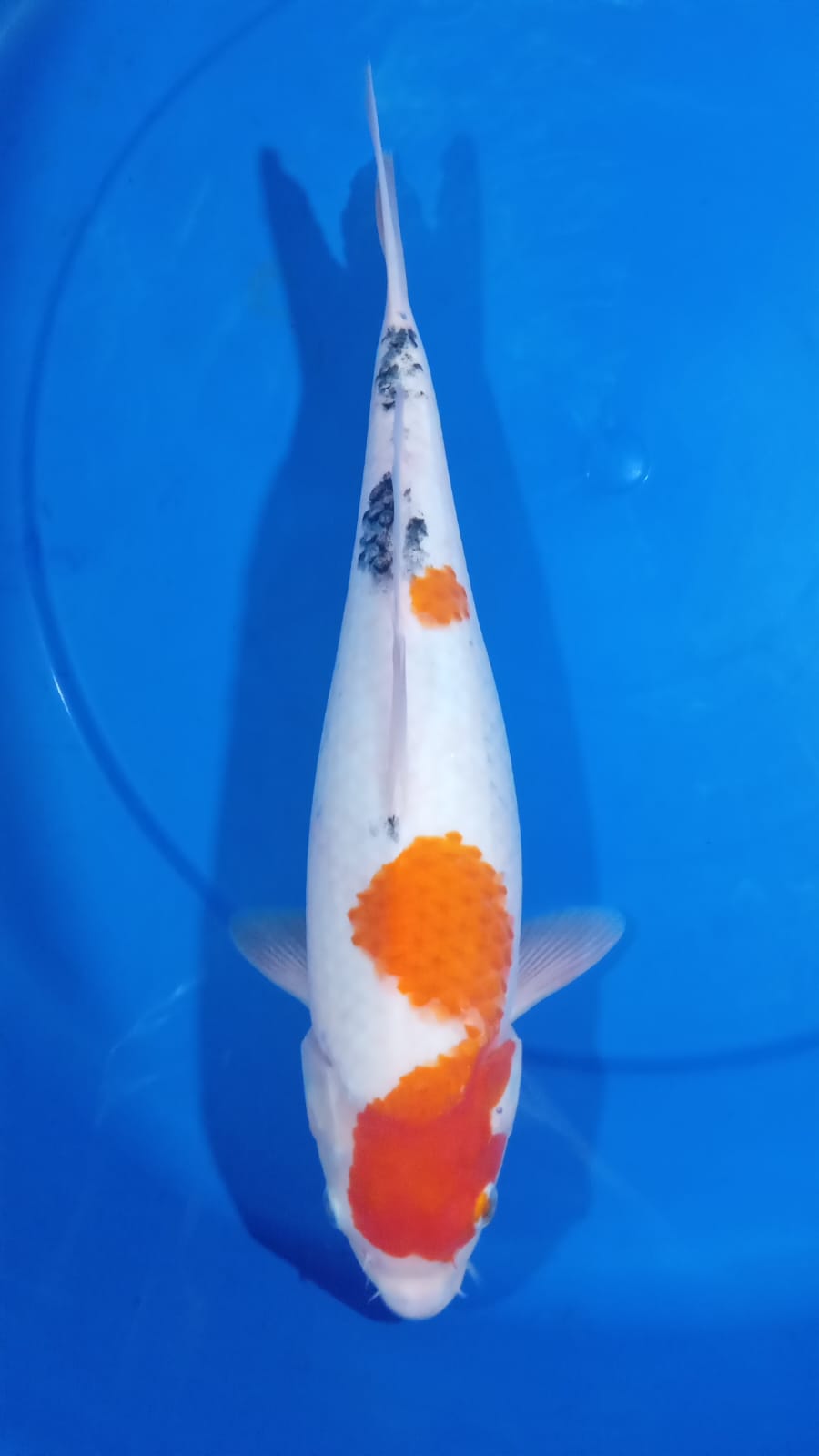 SANKE 40cm