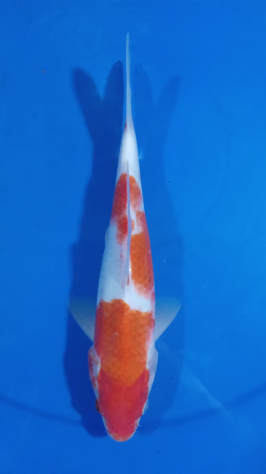 KOHAKU 30cm