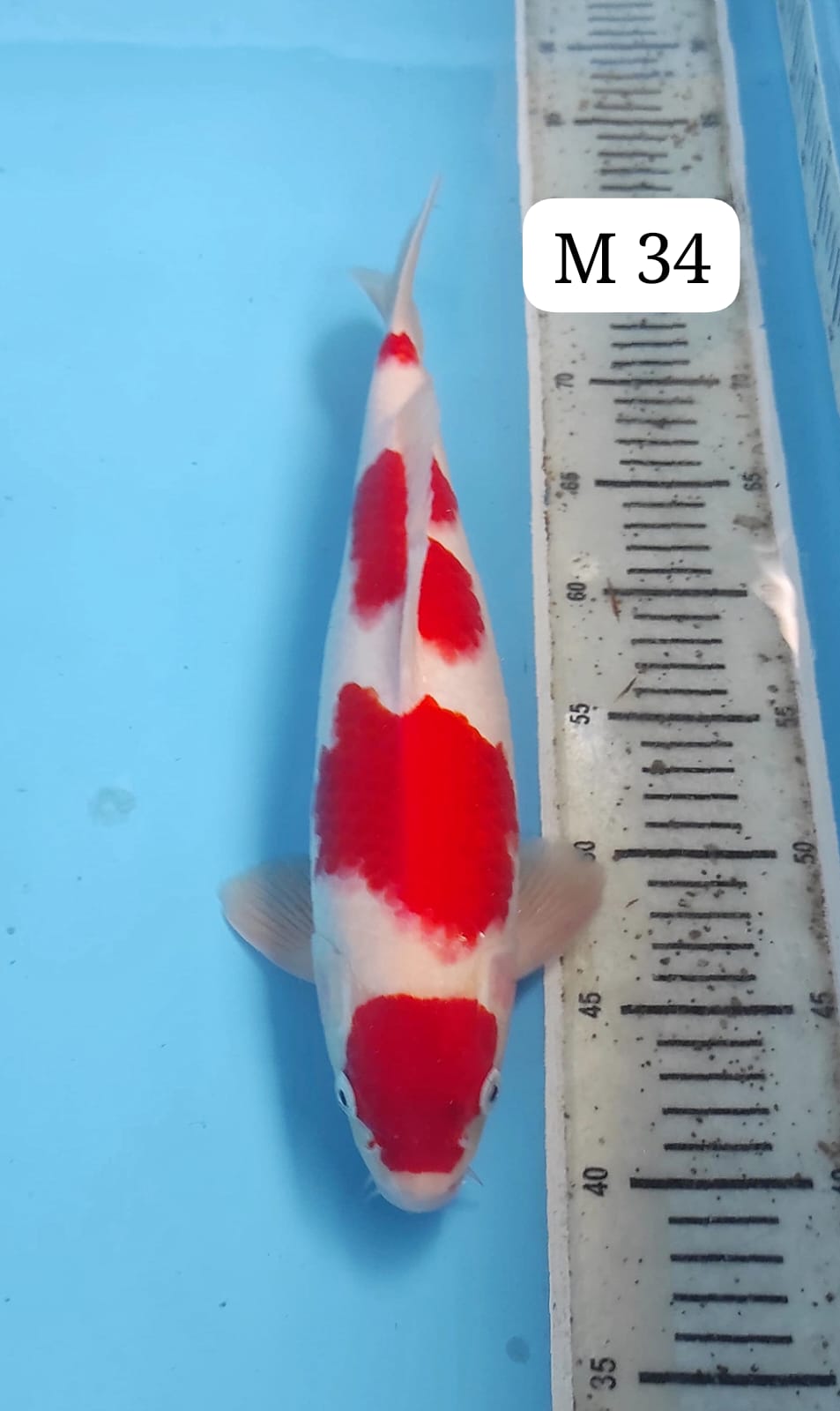 KOHAKU M 34cm