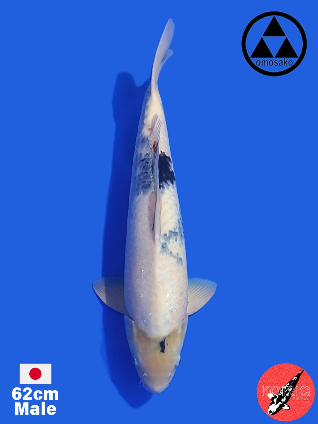 SHIRO IMPORT OMOSAKO KOI FARM 62cm