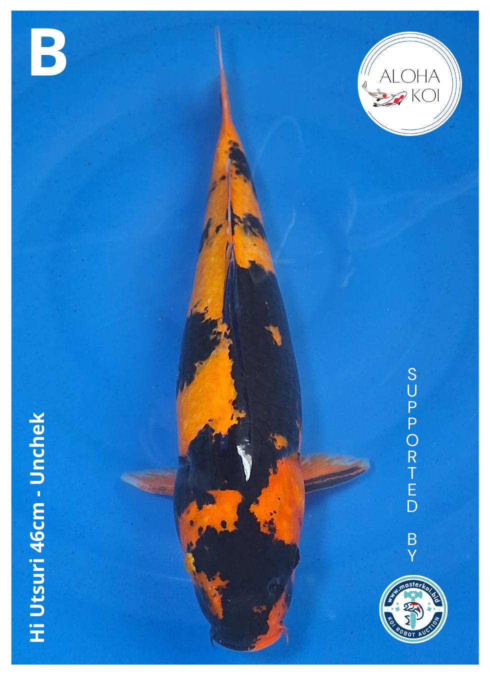 HI UTSURI 46cm