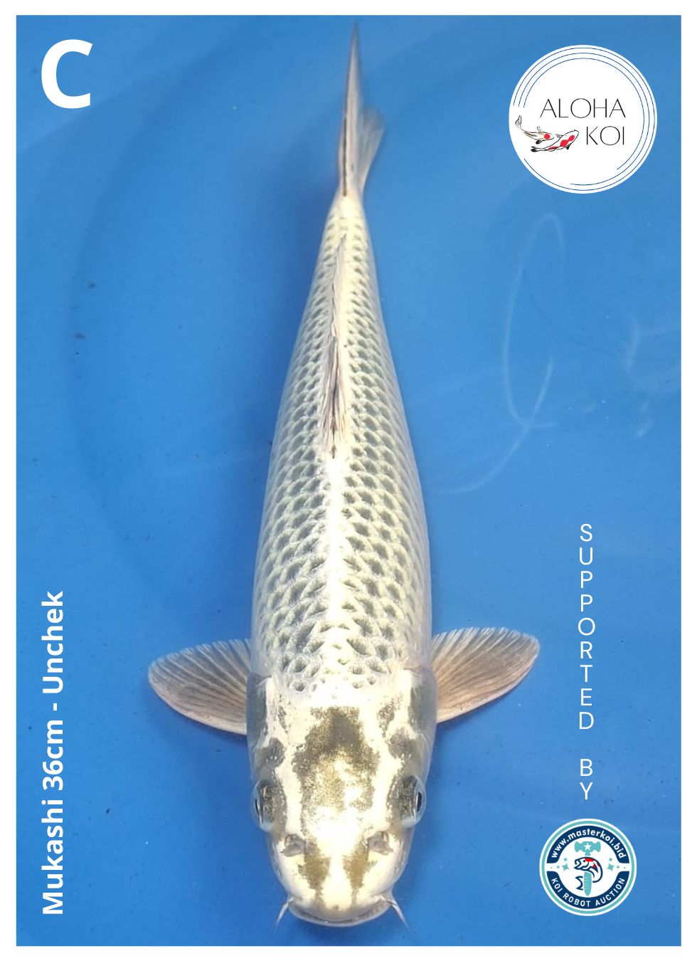 MUKASHI 36cm