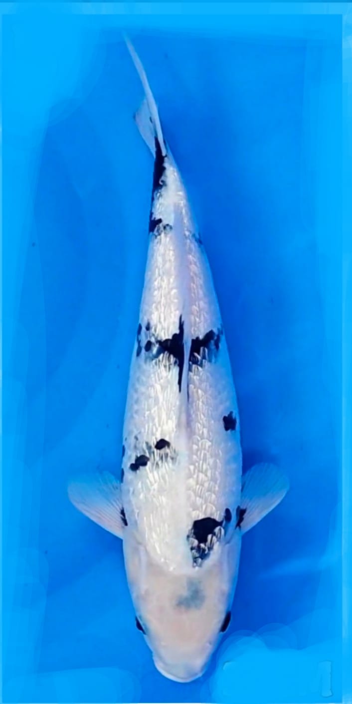 SHIRO GINRIN JOSS SIAP SHOW FREE HENDLING PONOROGO 35cm