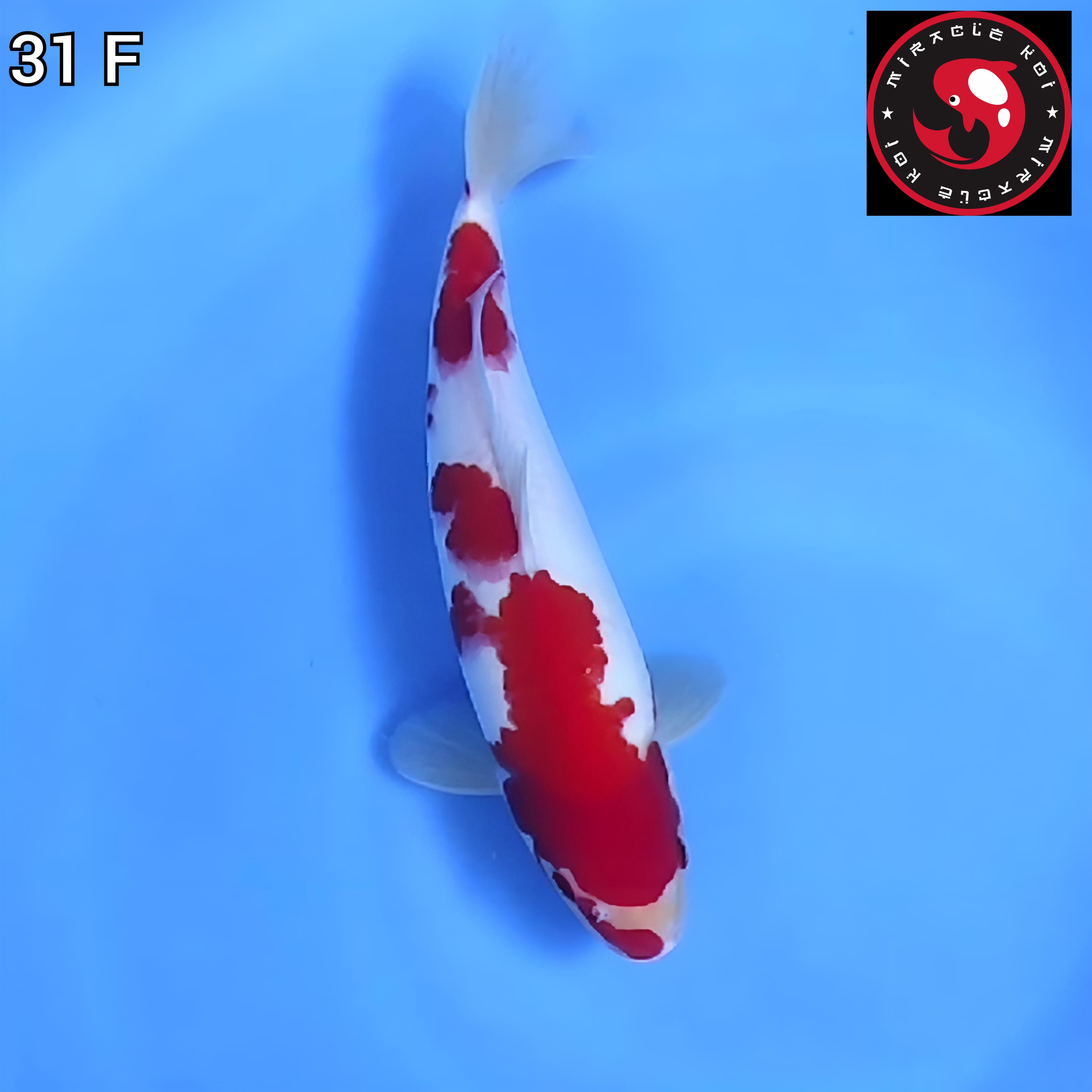 KOHAKU ORIGINAL 31cm