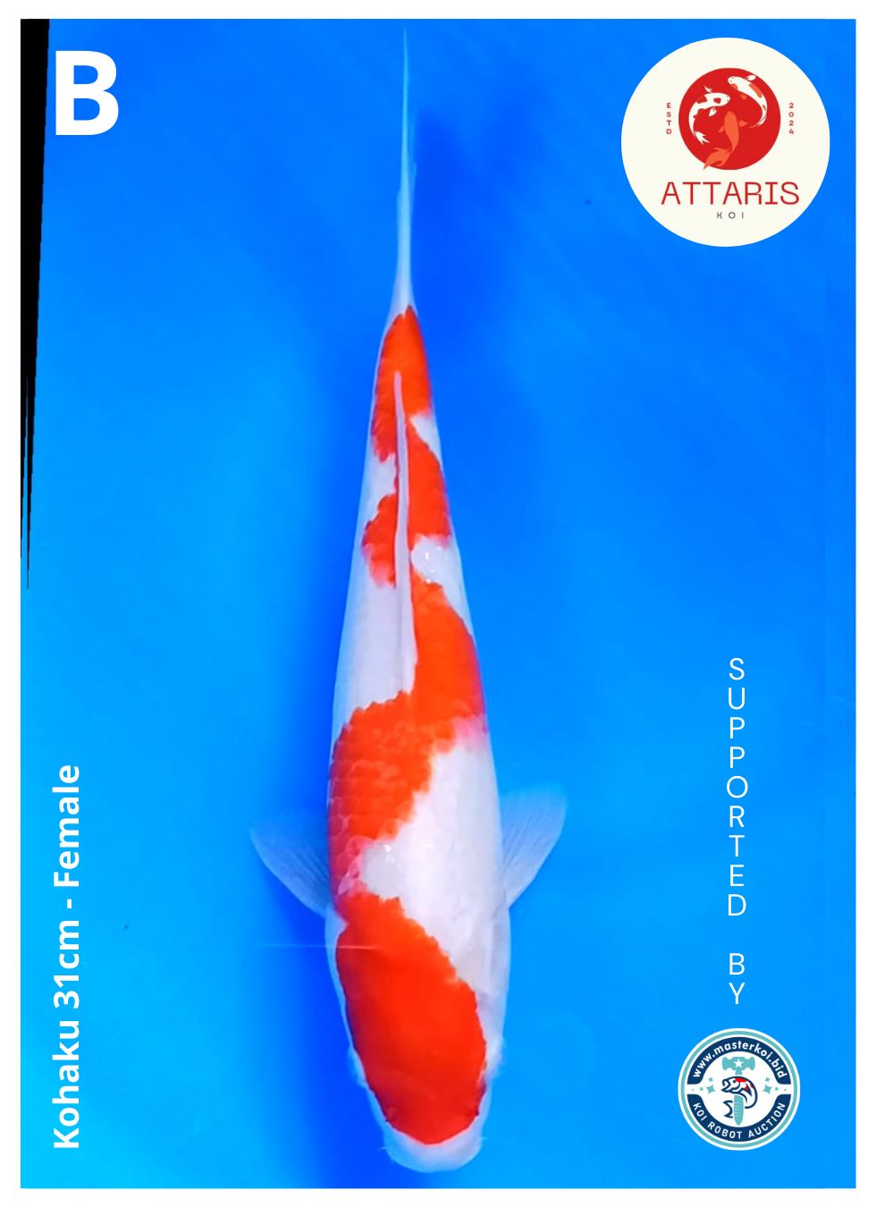 KOHAKU 31cm