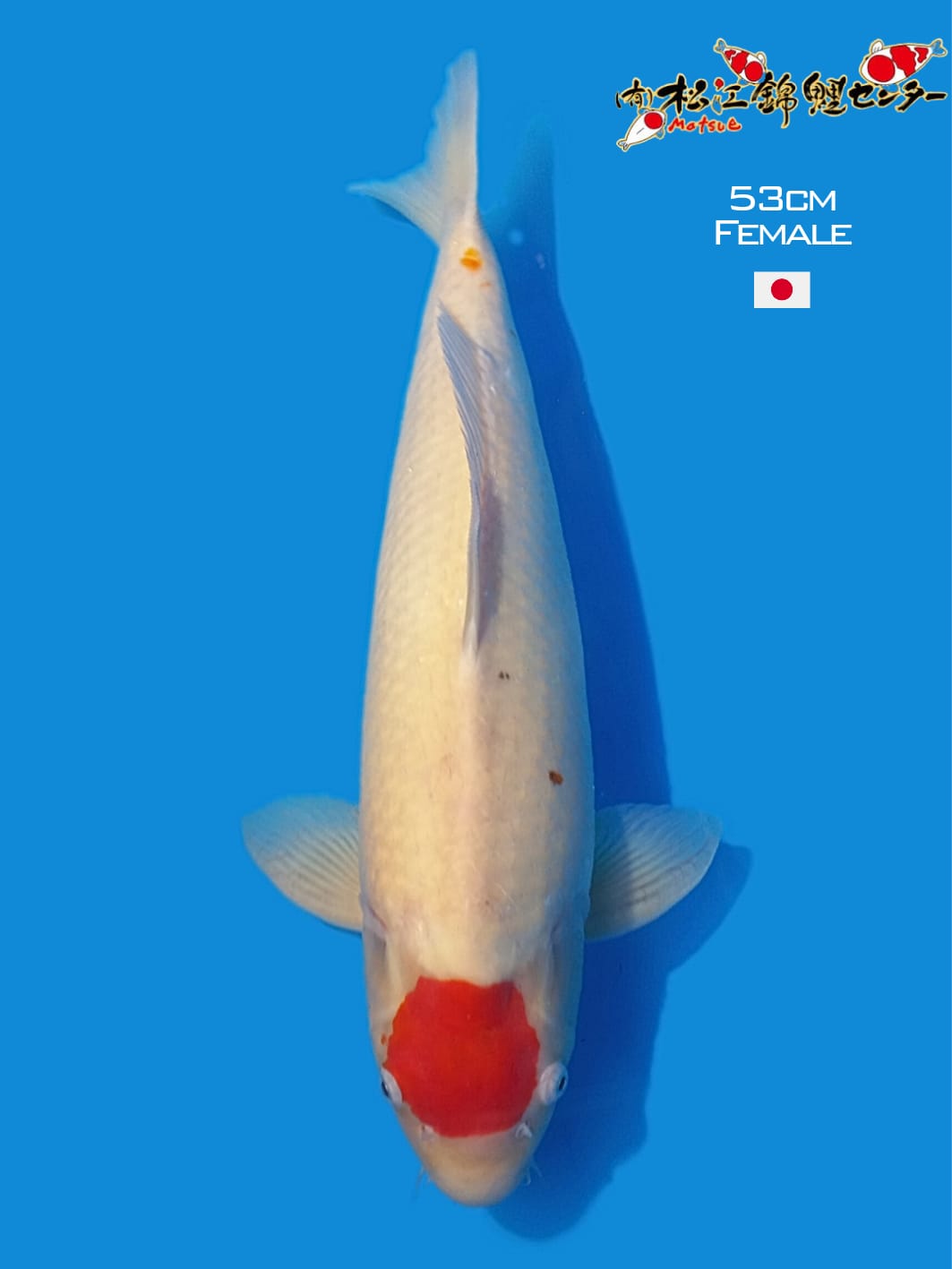 TANCHO MATSUE KOI FARM 53cm
