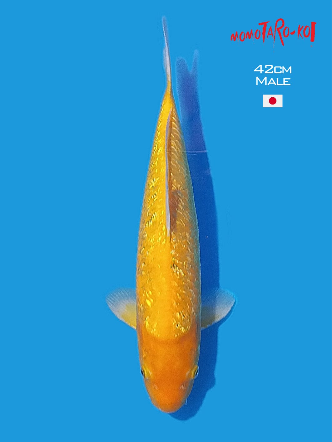 KARASI GINRIN MOMOTARO KOI FARM 42cm